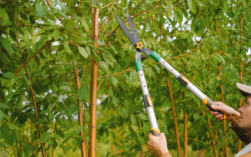 Tree trimming in Rosburg, WA